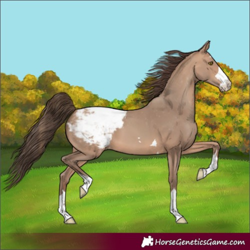 Horse Color:Amber Champagne Appaloosa 