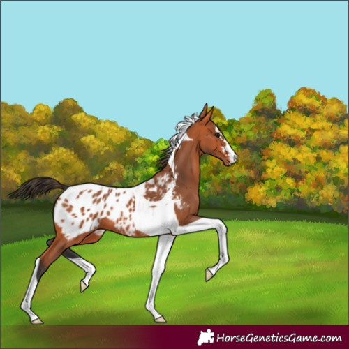 Horse Color:Bay Tobiano Appaloosa 