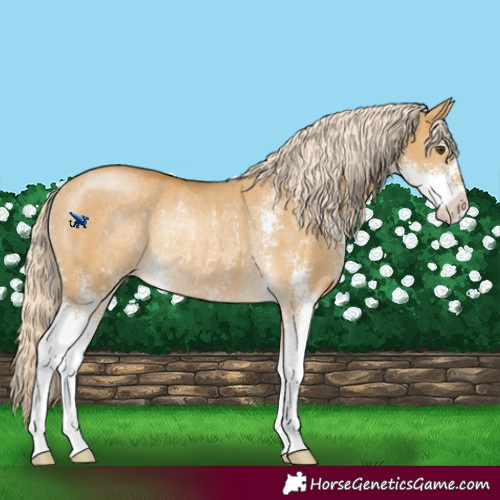Horse Color:Palomino Dun Sabino Rabicano 