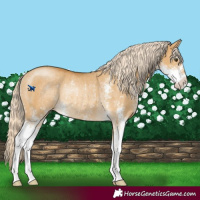 Horse Color:Palomino Dun Sabino Rabicano