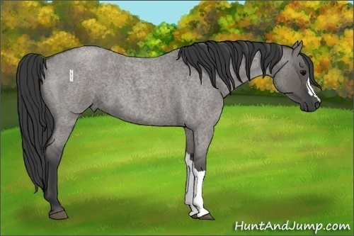 Horse Color:Grullo Roan