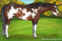 Horse Color:Bay Splash Frame
