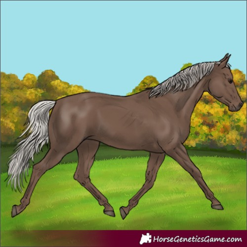 Horse Color:Silver Black