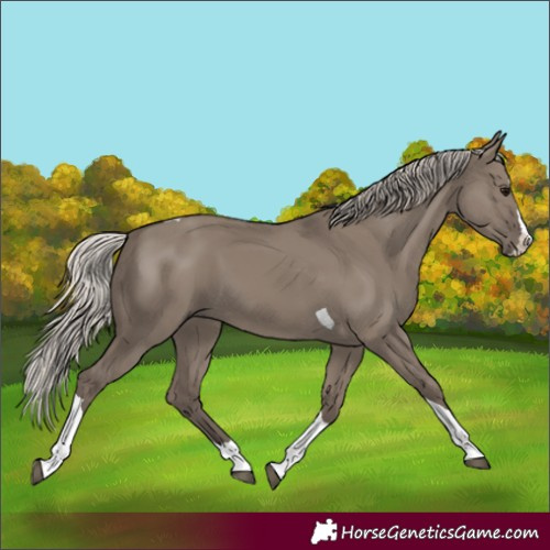 Horse Color:Silver Grullo Splash Tobiano 