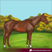 Horse Color:Chestnut 