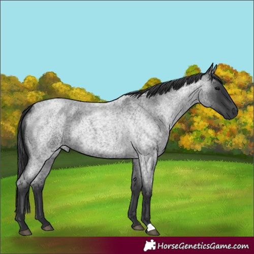 Horse Color:Blue Roan