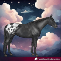 Horse Color:Black Blanket