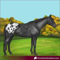 Horse Color:Black Appaloosa
