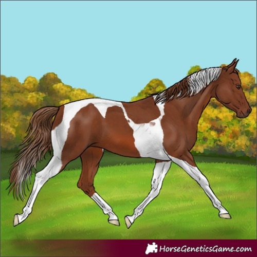 Horse Color:Chestnut Tobiano