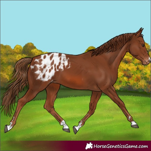 Horse Color:Chestnut Appaloosa