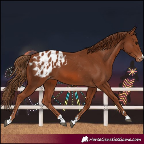 Horse Color:Chestnut Blanket 