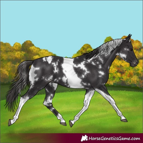 Horse Color:White Spotted Smoky Black Tobiano Varnish