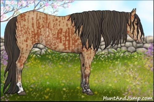 Horse Color:Bay Sabino Rabicano and Buckskin Sabino Rabicano