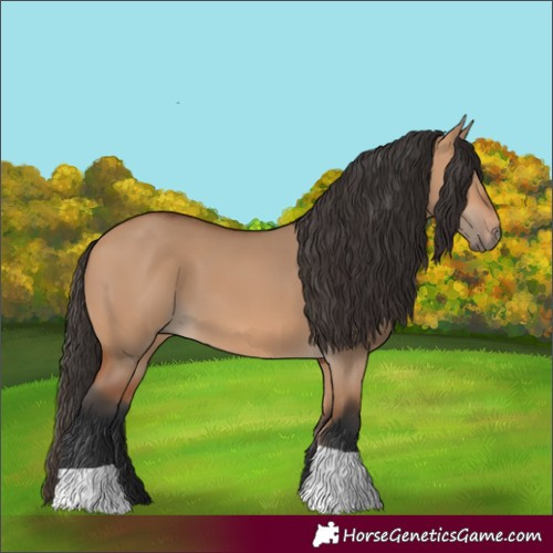 Horse Color:Bay Dun 