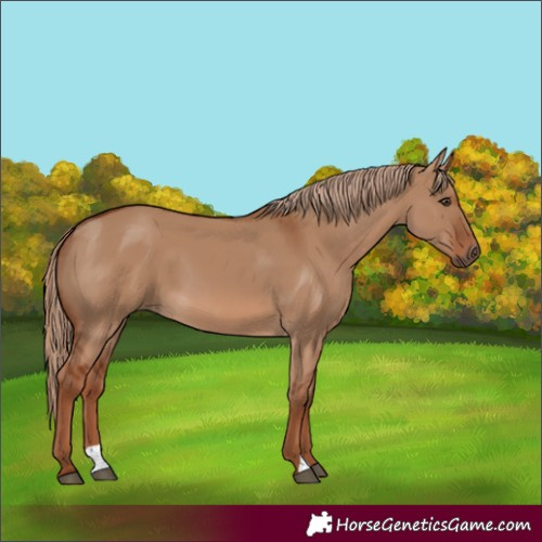 Horse Color:Red Dun