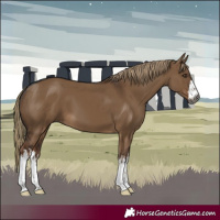 Horse Color:Gray White Spotted Liver Red Dun 