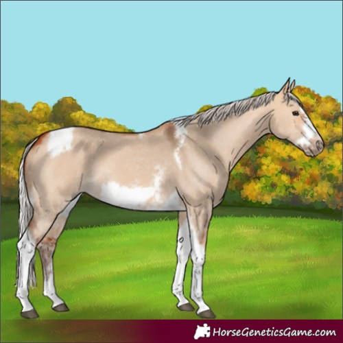 Horse Color:Silver Bay Dun Sabino Tobiano Frame Rabicano 