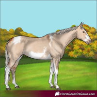 Horse Color:Silver Bay Dun Sabino Tobiano Frame Rabicano 