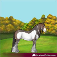 Horse Color:Brown Sabino Frame Rabicano 