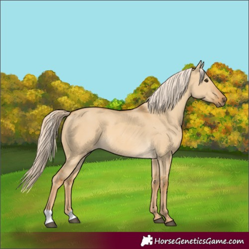 Horse Color:Palomino Dun 