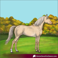Horse Color:Palomino Dun 