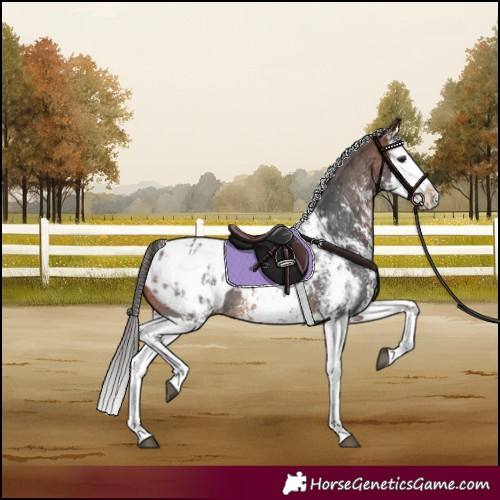 Horse Color:Bay Sabino Splash Appaloosa and Bay Sabino Splash Appaloosa