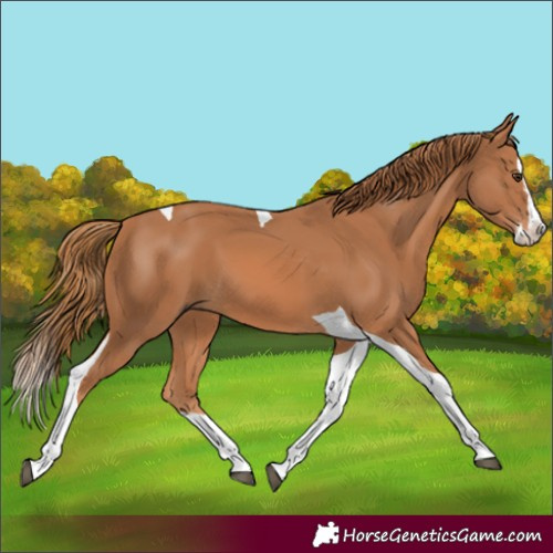 Horse Color:Chestnut Splash Tobiano 