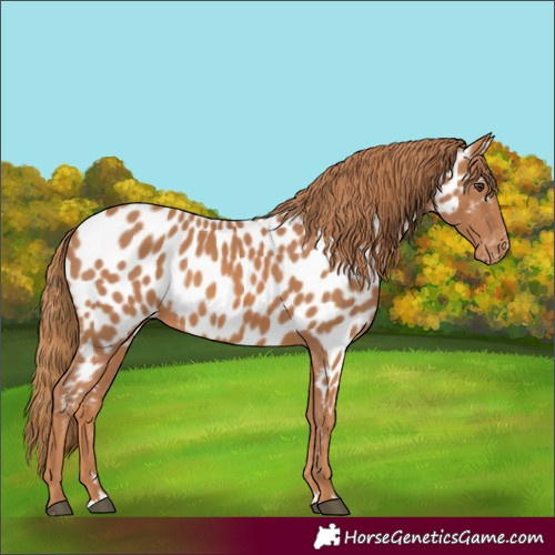 Horse Color:Chestnut Appaloosa