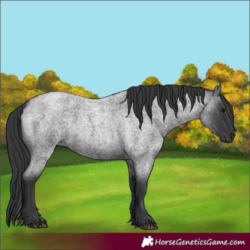 Horse Color:Blue Roan 