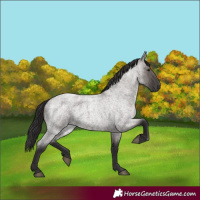 Horse Color:Smoky Grullo Roan