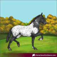 Horse Color:Black Appaloosa