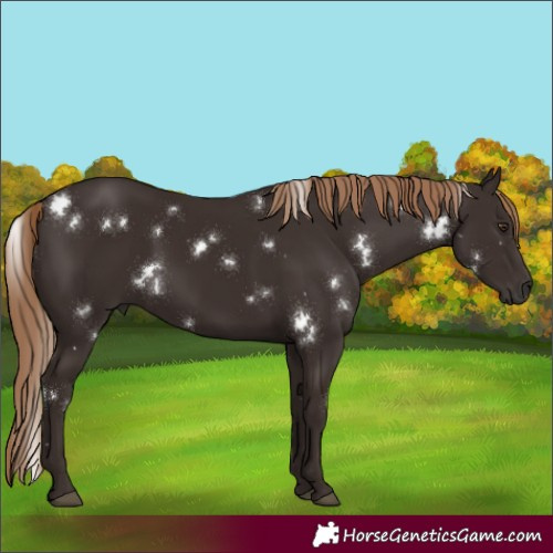 Horse Color:White Spotted Liver Chestnut 