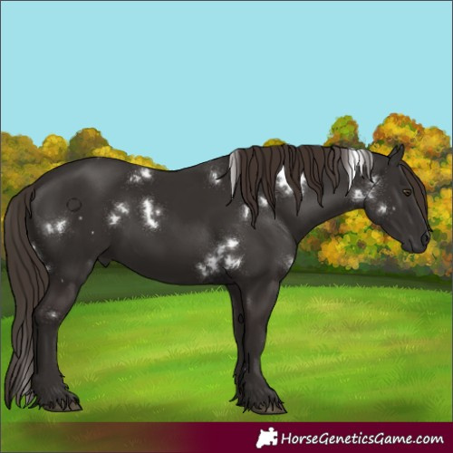 Horse Color:White Spotted Liver Chestnut 