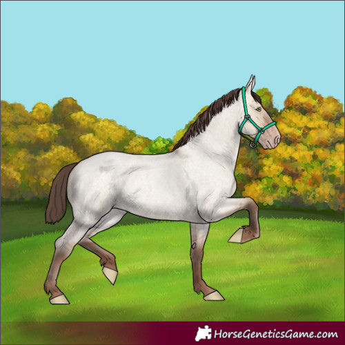 Horse Color:Amber Champagne Roan Dun
