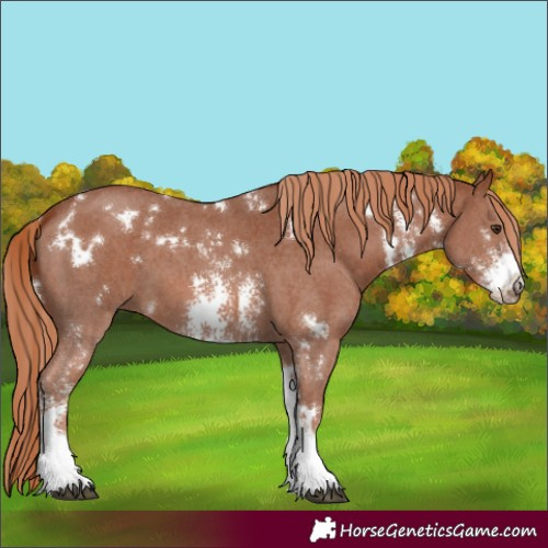 Horse Color:White Spotted Chestnut Sabino 