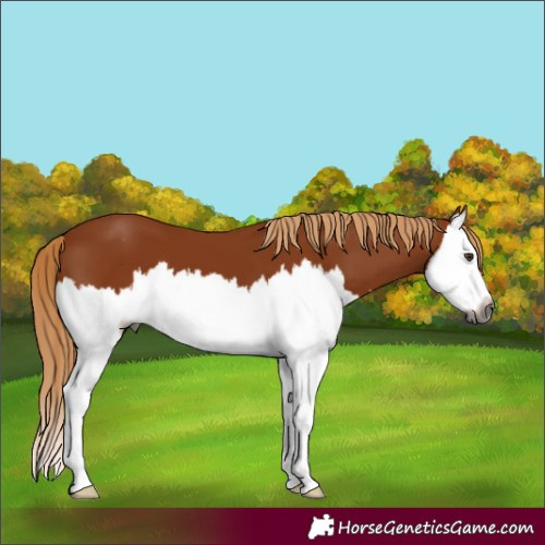 Horse Color:Gray Chestnut Splash Appaloosa 