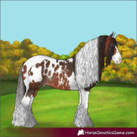 Horse Color:Bay Splash Tobiano Appaloosa Rabicano 