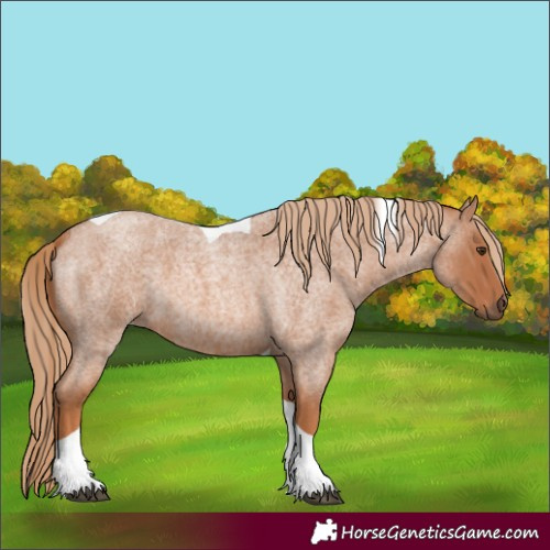 Horse Color:Red Roan Tobiano
