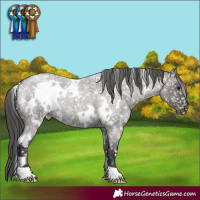 Horse Color:White Spotted Grullo Roan Appaloosa