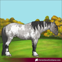 Horse Color:White Spotted Grullo Roan Appaloosa 
