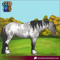 Horse Color:White Spotted Grullo Roan Appaloosa 