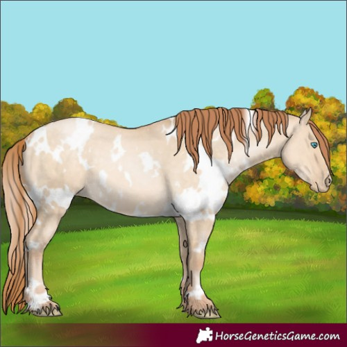 Horse Color:White Spotted Buckskin Pearl Dun 