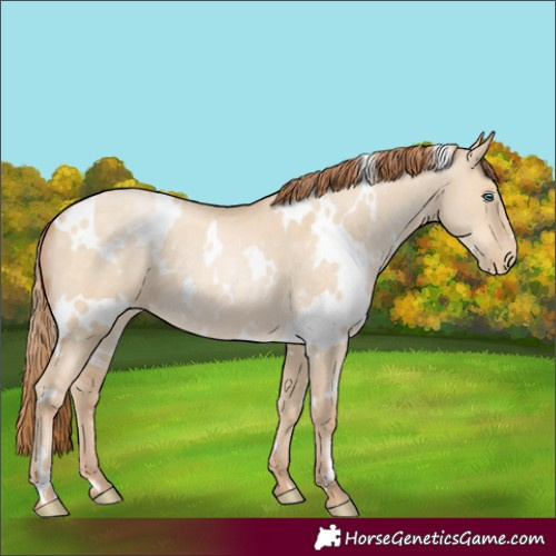 Horse Color:White Spotted Buckskin Pearl Dun 