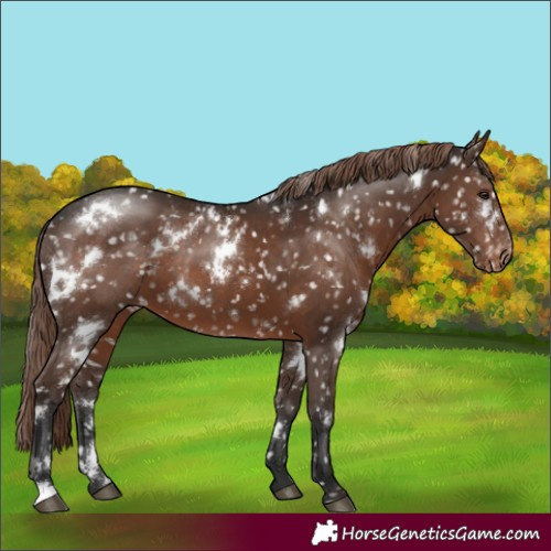 Horse Color:White Spotted Liver Chestnut Snowflake Varnish