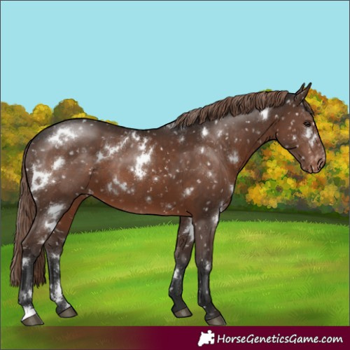 Horse Color:White Spotted Liver Chestnut Appaloosa 