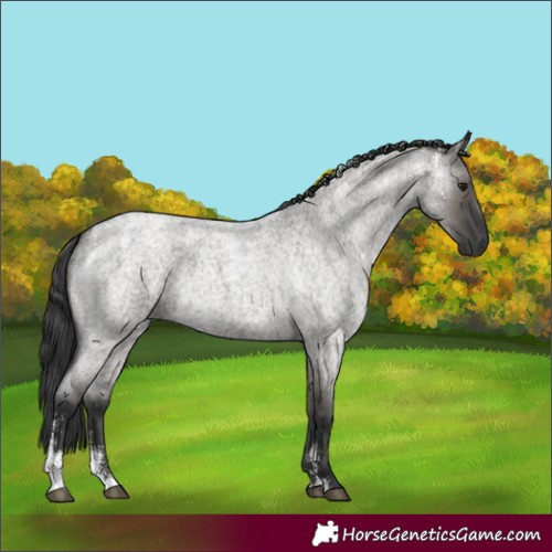 Horse Color:Powder White Grullo Roan 