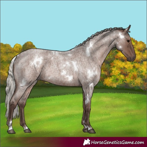 Horse Color:White Spotted Silver Blue Roan 