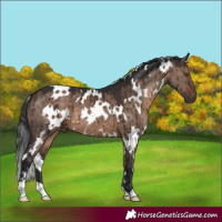 Horse Color:White Spotted Brown Dun Brindle 