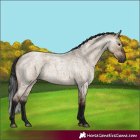 Horse Color:Gray Brown Roan Dun