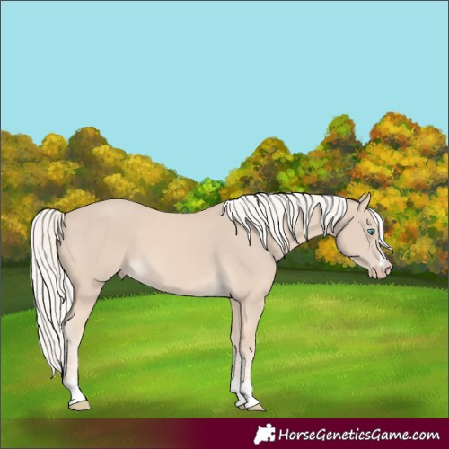 Horse Color:Cremello 